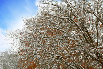 Canvas Print - Trees in park on winter day