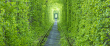 Panorama Of Green Tunnel With Rail Way