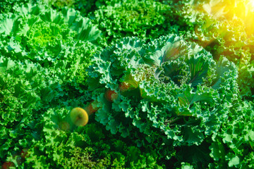 Soft focus of Big cabbage in the garden.