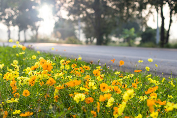 Wall Mural - Cosmos yellow flowers by the road.