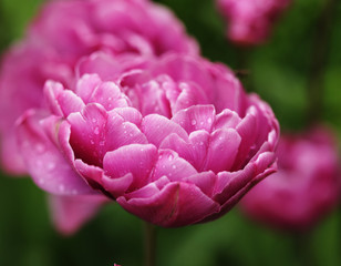 beautiful pink peony flowers in full bloom in the garden in spr