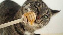 Cat Eating Honey.