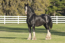 Shire Draft Horse Stallion