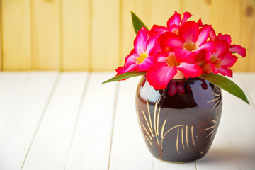 Wall Mural - Desert rose for in the flowerpot someone who you love.