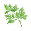 Watercolor Vegetable Parsley Hand-Painted Isolated
