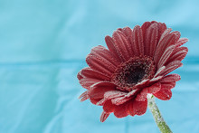 Postcard Red Gerbera Flower Closeup With Water Drops. Soft Blue Background