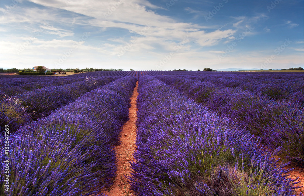 Landscape with lavender field  in Provence - obrazy, fototapety, plakaty 