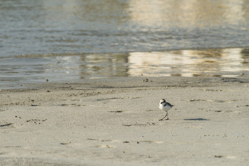 Bird beach Sanderling searching crab in Oman - Calidris alba 2