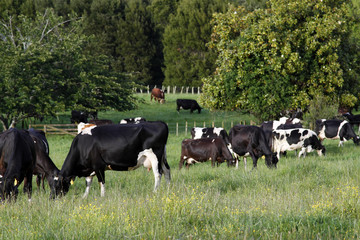 Sticker - Cows in paddock