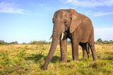 Fototapeta Sawanna - African elephant