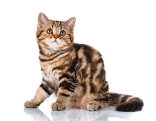 Naklejka na meble cat Scottish Straight sitting isolated on white