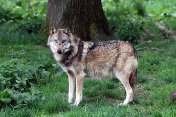  Ganzkörperansicht eines Wolfes