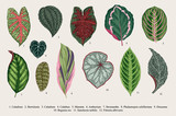 Fototapeta  - Set leaves. Exotics. Vintage vector botanical illustration. Colorful.