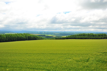 Canvas Print - Green Fields Landscape