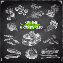 Vector Hand Drawn Illustration With Spring Vegetables.
