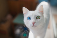 White Cat With Different Eyes Closeup.   Blue And Green Eye