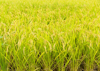 Wall Mural - Rice field