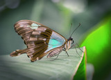 Fototapeta Zwierzęta - motyl