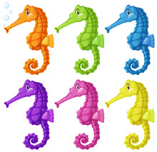 Seahorses In Six Colors