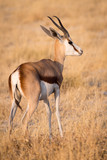 Fototapeta Sawanna - A wary Springbok (Antidorcas marsupialis) in Etosha National Park, Namibia