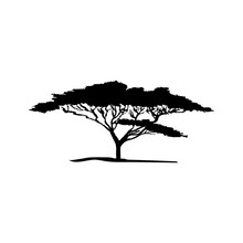 Vector Silhouette Of Acacia Tree. African Flora