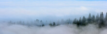  Foggy Landscape. Mountain Ridge With Clouds Flowing Through The Pine Trees.
