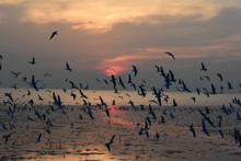 Large Flock Of Sea Birds Flying. The Bird Of Freedom And Beautiful Abstract Color Sunset. Nature Color.