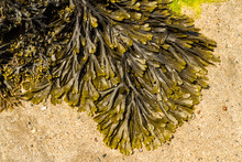 Closeup Of Seaweed Fucus Serratus Commonly Toothed Wrack.