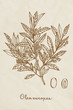Hand drawn botanic on vintage background