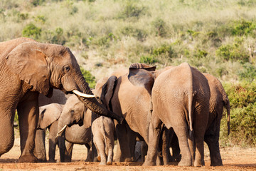 Elephant's trunk resting on baby