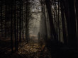 © Noah Kalina - Person walking through forest, rear view