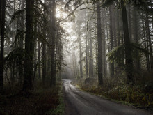 Empty Rural Road Through Forest