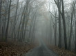 © Noah Kalina - Road through forest, with mist