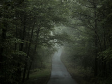 Road Through Misty Forest