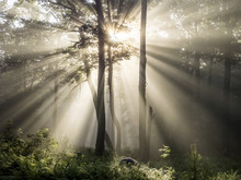 Sunlight Shining Through Trees In Misty Forest