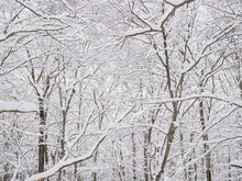 View Of Snow Covered Trees In Winter