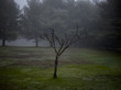 © Noah Kalina - Sapling in field on foggy day