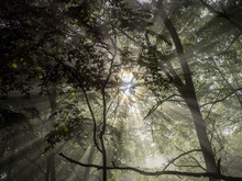 Low Angle View Of Sunlight Shining Through Trees In Forest