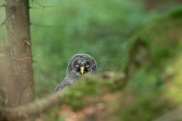 Great Grey Owl Juvenile close eye contact