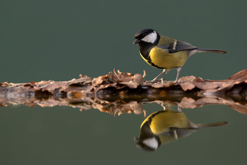 Wall Mural - great tit perched on leaves at side of pool showing reflection in water with blue green background.