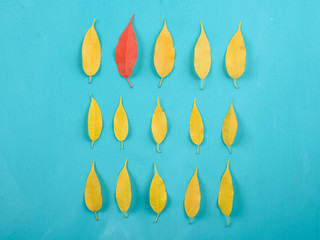 Wall Mural - Red Leaf Different From Yellow Autumn Leaves Crowd Concept On Turquoise Wood Table