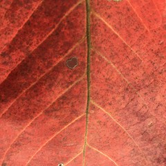 Wall Mural - colorful blurred leaf background.
