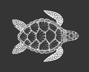 Wall Mural - Sea turtle in line art style. Hand drawn vector illustration. To