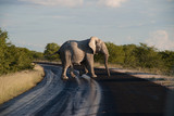 Fototapeta Perspektywa 3d - Namibian Elephant, going across a road in Etosha, Namibia