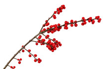 Branch With Red Berries