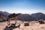Fototapeta Kosmos - Petra, Jordan, a donkey and a dog rest on a cliff