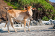 © lyubimtseva_k - Корова на пляже в Индии, Гоа / Cow on the beach in India, Goa