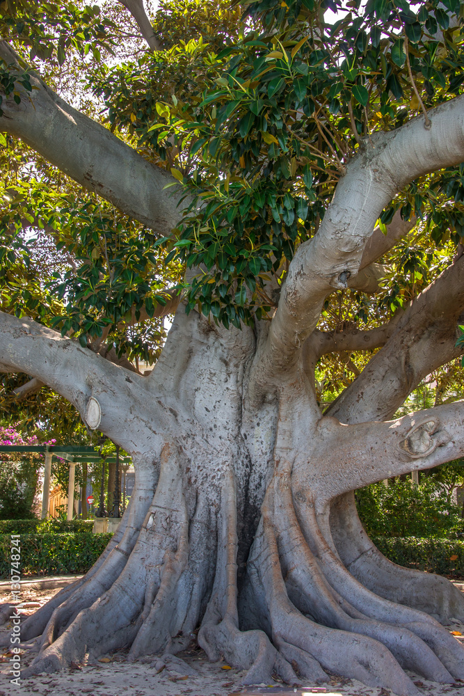 Jahrhunderte alter Gummibaum in Cdiz Stock Photo | Adobe Stock