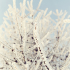 Wall Mural - branches covered with snow