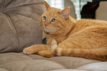 Orange Tabby Cat On The Couch Looks Up At Something With Wonder